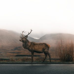 Deer