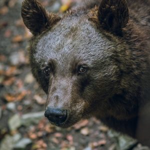 Bear